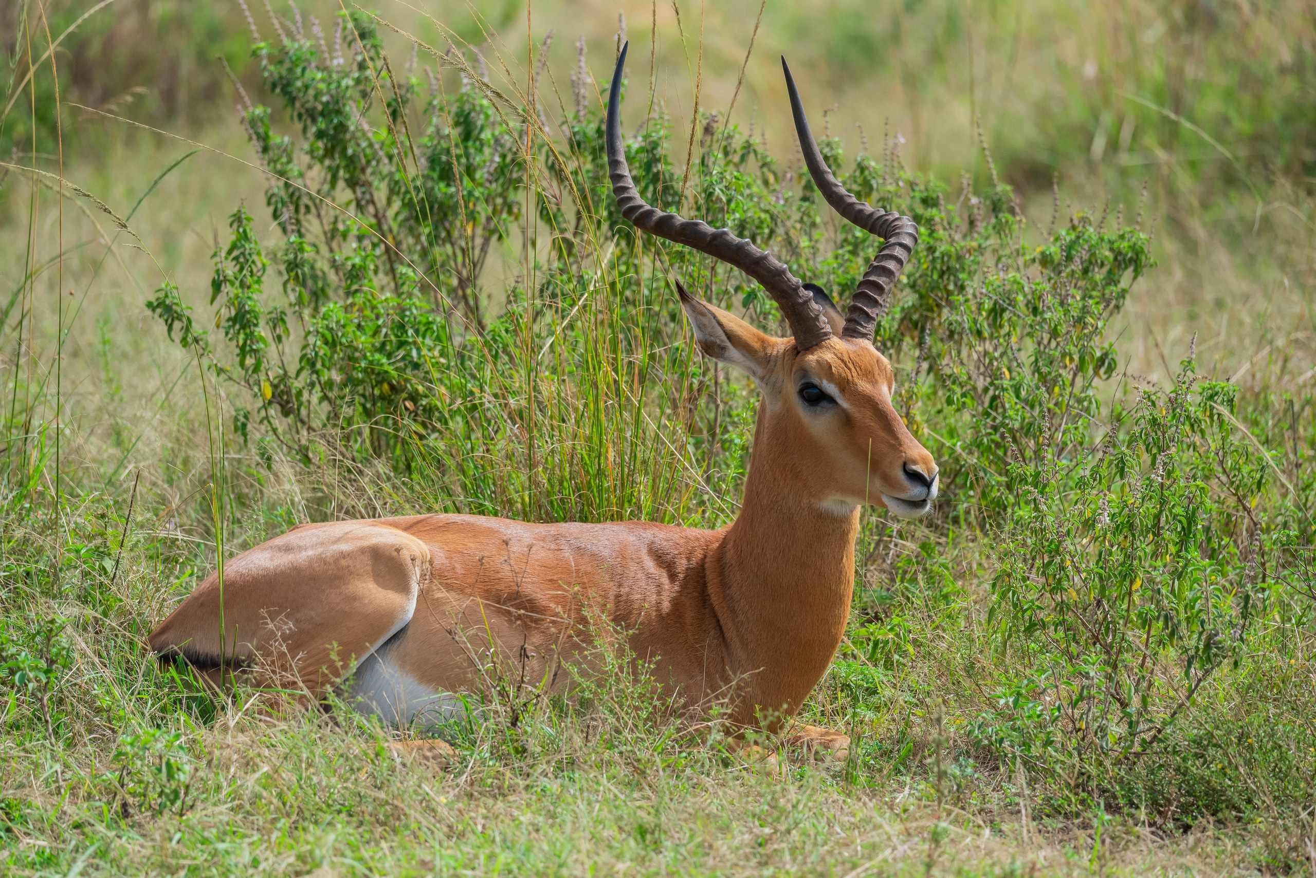 Galería de Samburu 3